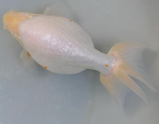 春麗のいずもナンキン その２　５歳