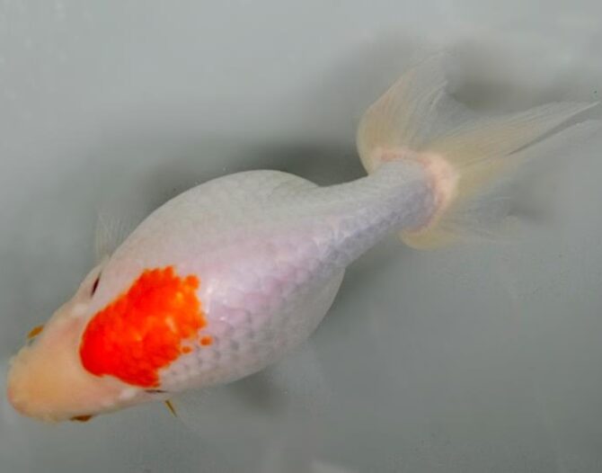 いずもナンキン明け4歳