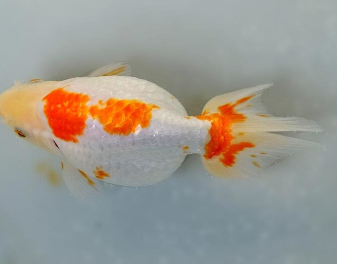 春麗のいずもナンキン その２　3歳