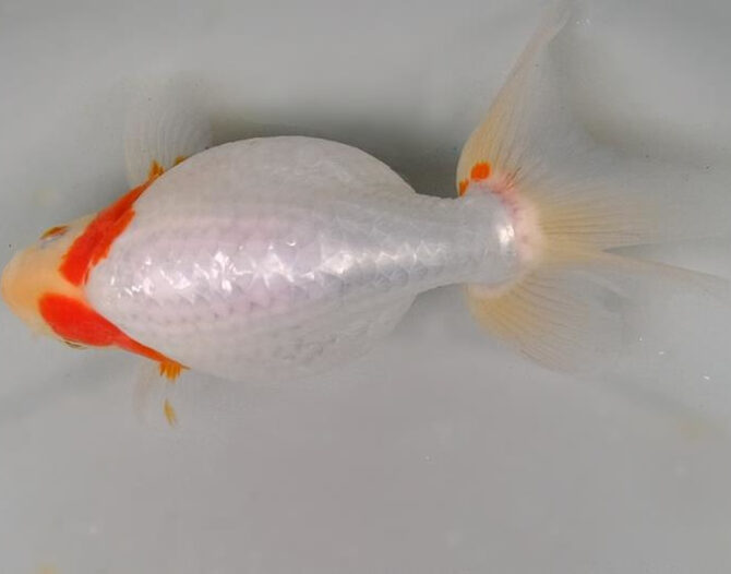 いずもナンキン明け4歳