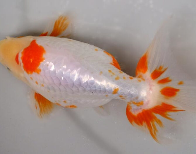 いずもナンキン明け4歳