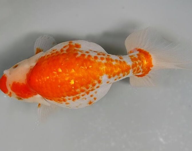 春麗のいずもナンキン その２　５歳