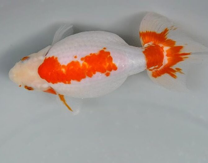 春麗のいずもナンキン その２　５歳