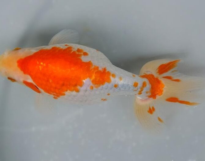 いずもナンキン明け4歳