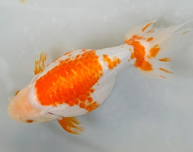 春麗のいずもナンキン その２　４歳