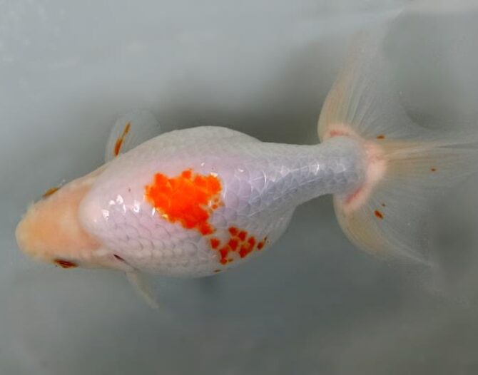 いずもナンキン明け4歳