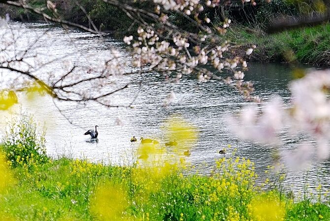 春麗のいずもナンキン
