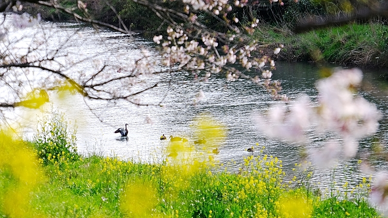 春麗のいずもナンキン