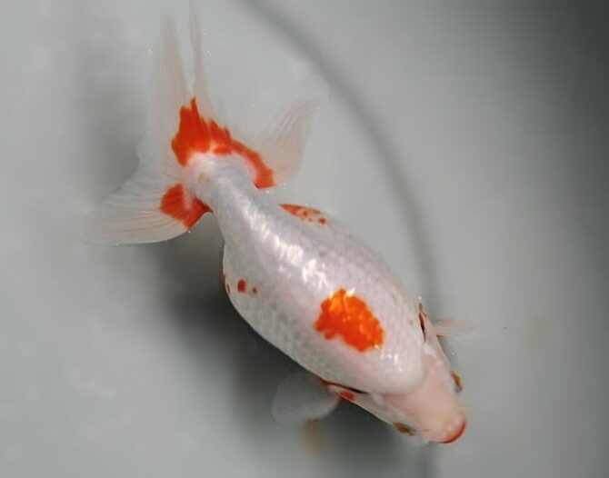 いずもナンキン初夏の３～４歳魚上物　５月１０日公開