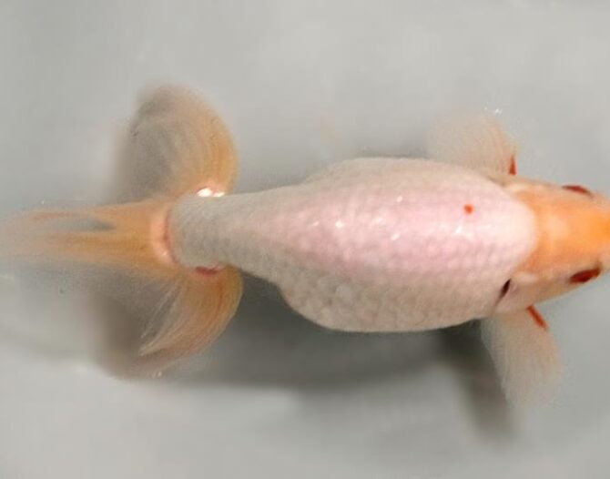 いずもナンキン初夏の３～４歳魚上物　５月１０日公開