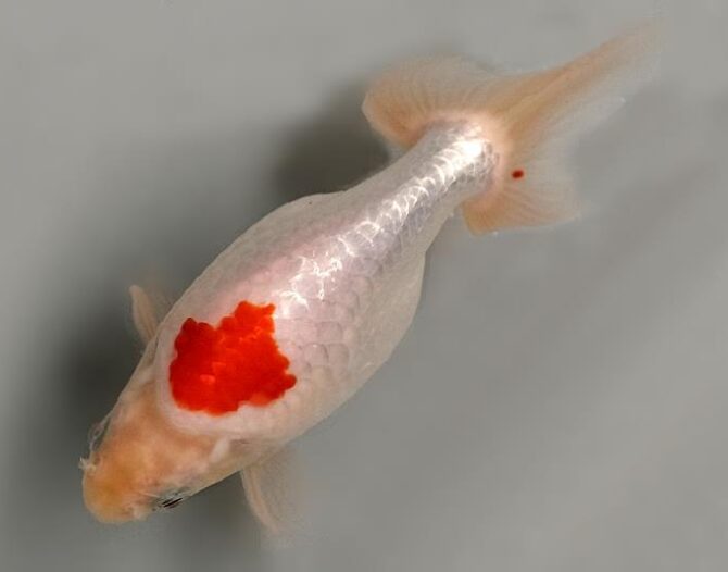 いずもナンキン初夏の３～４歳魚上物　５月１０日公開
