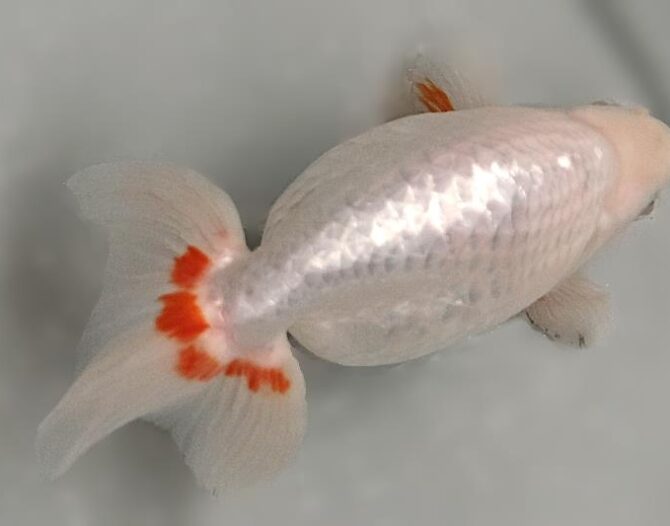 いずもナンキン初夏の３～４歳魚上物　５月１０日公開