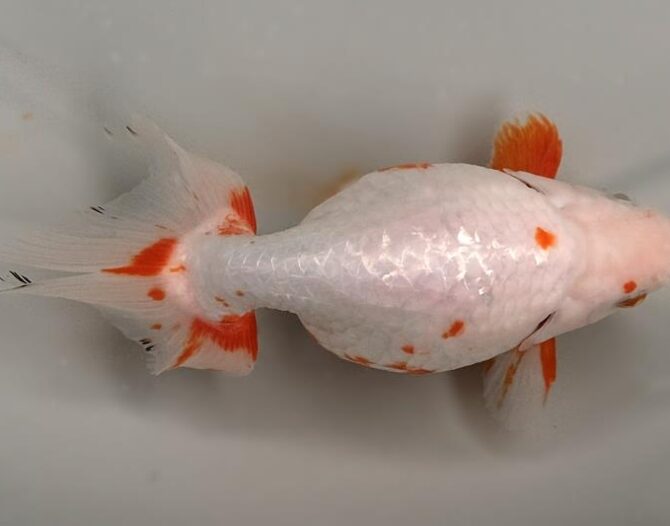 いずもナンキン初夏の３～４歳魚上物　５月１０日公開