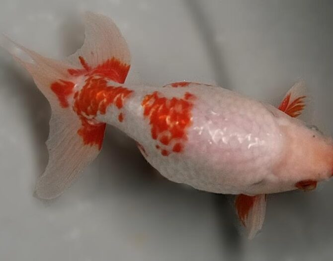 いずもナンキン初夏の３～４歳魚上物　５月１０日公開