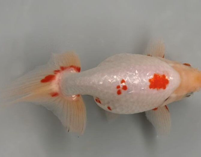 いずもナンキン初夏の３～４歳魚上物　５月１０日公開