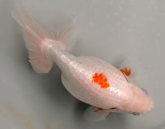 いずもナンキン初夏の３～４歳魚上物　５月１０日公開