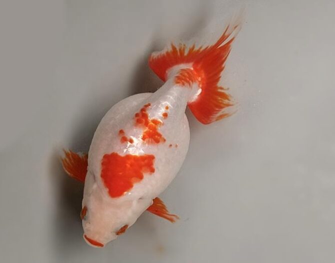 いずもナンキン初夏の３～４歳魚上物　５月１０日公開