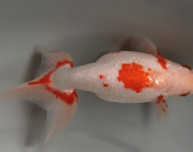 いずもナンキン初夏の３～４歳魚上物　５月１０日公開