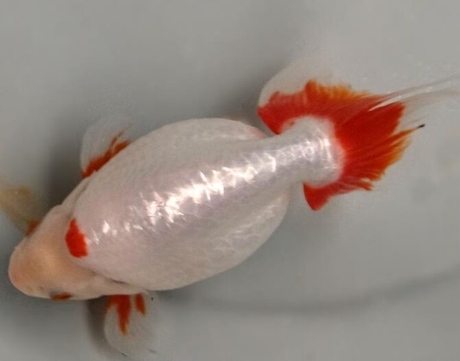 いずもナンキン初夏の３～４歳魚上物　５月１０日公開