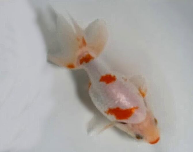初夏のいずもナンキン2歳魚 6月3日公開