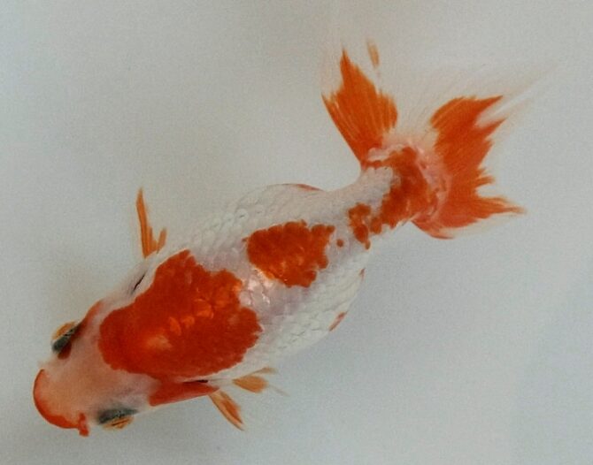 初夏のいずもナンキン2歳魚 6月3日公開