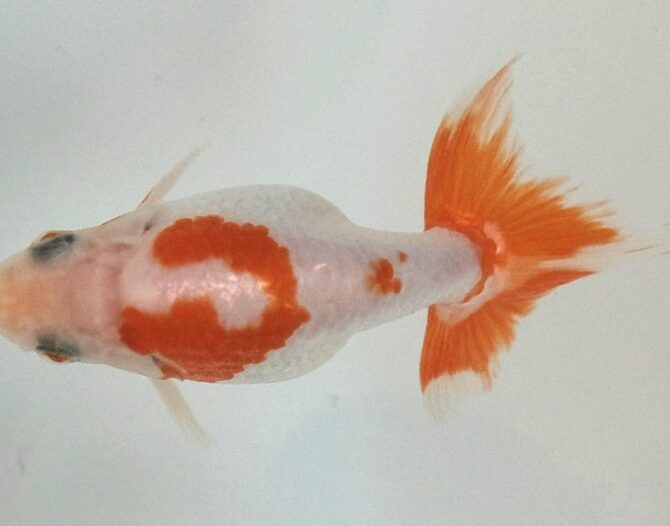 初夏のいずもナンキン2歳魚 6月3日公開