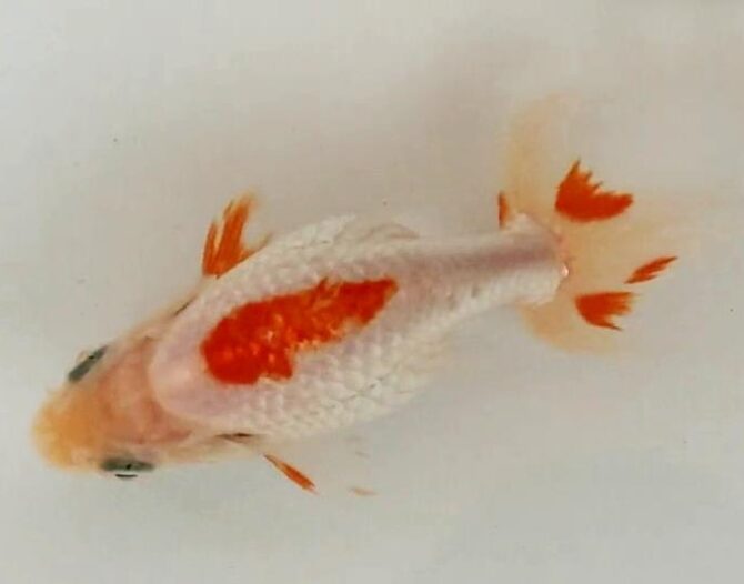 初夏のいずもナンキン2歳魚 6月3日公開