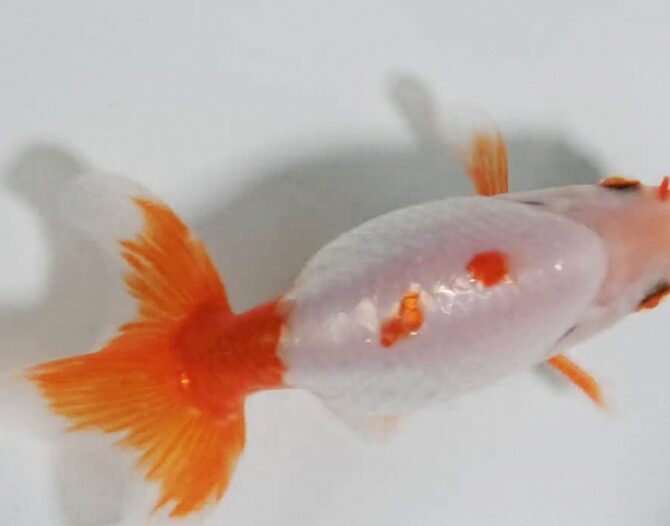 初夏のいずもナンキン2歳魚 6月3日公開
