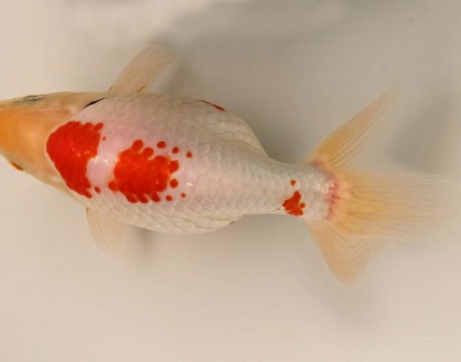 初夏のいづもナンキン２歳魚　６月７日追加