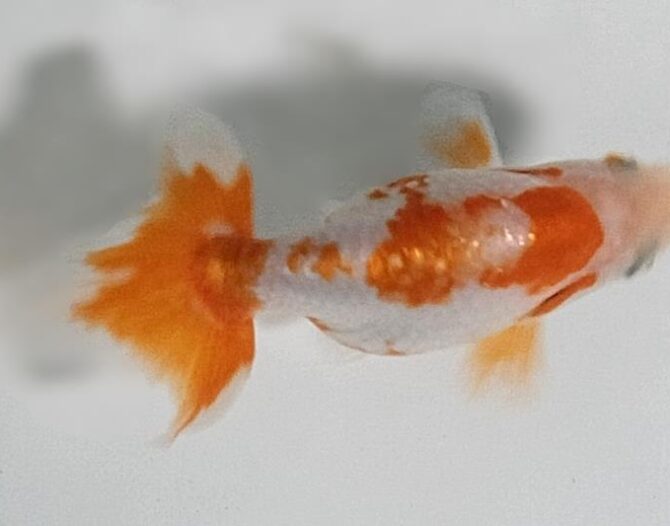 初夏のいずもナンキン2歳魚 6月3日公開