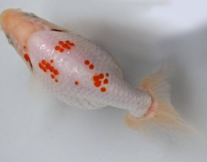 初夏のいづもナンキン２歳魚　６月７日追加
