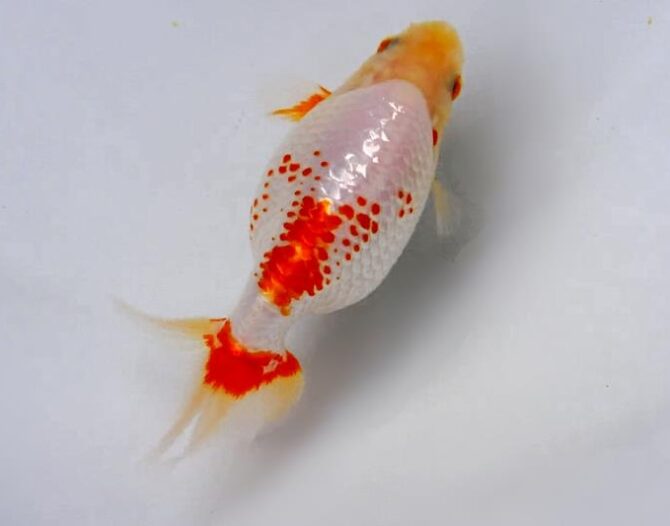 初夏のいづもナンキン２歳魚　６月７日追加