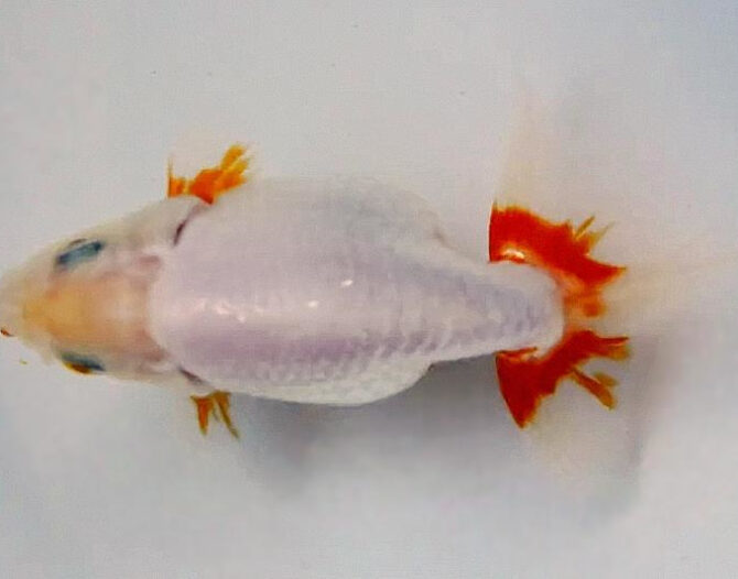 初夏のいづもナンキン２歳魚　６月７日追加