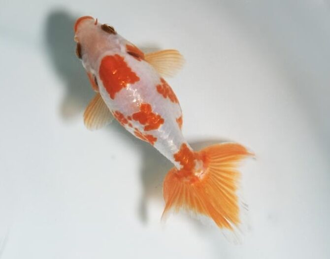 初夏のいずもナンキン２歳魚　6月３日公開