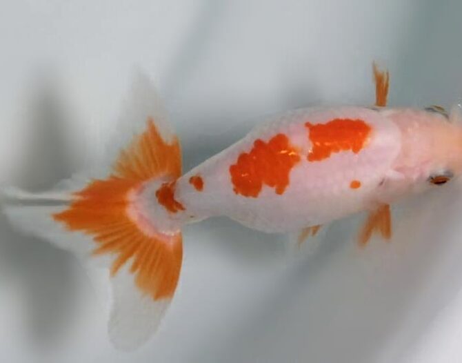 初夏のいずもナンキン２歳魚　6月３日公開