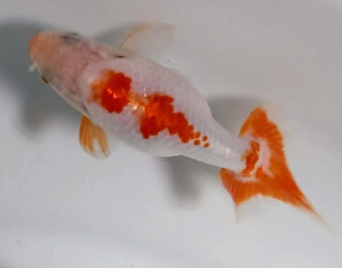 初夏のいずもナンキン2歳魚 6月3日公開