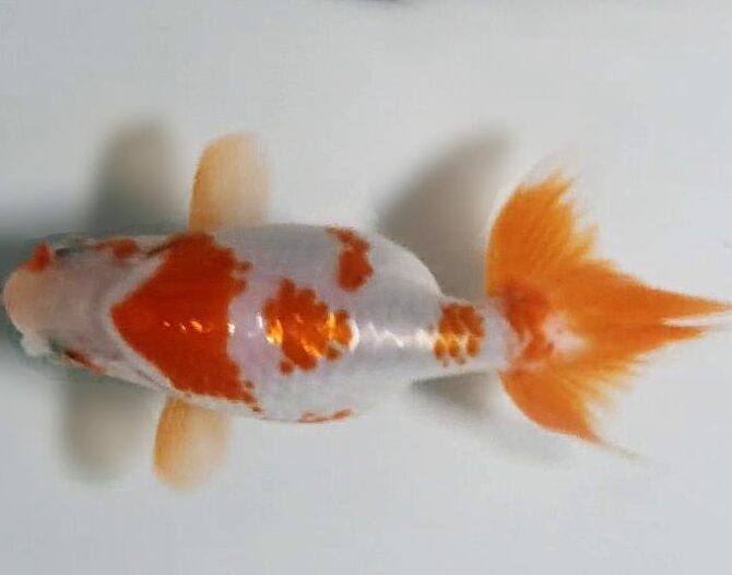 初夏のいずもナンキン2歳魚 6月3日公開