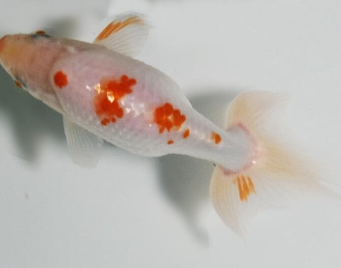 初夏のいずもナンキン2歳魚 6月3日公開