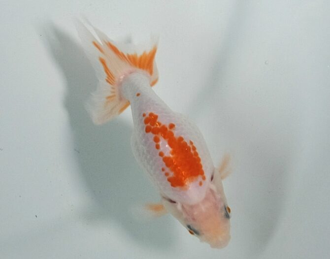 初夏のいずもナンキン2歳魚 6月3日公開