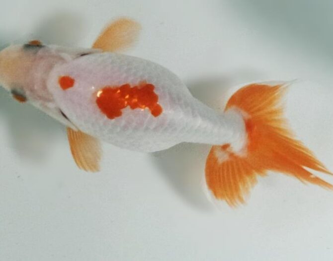 初夏のいずもナンキン2歳魚 6月3日公開