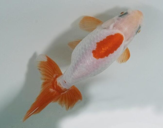 初夏のいずもナンキン2歳魚 6月3日公開