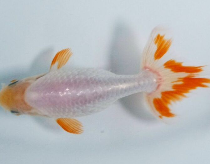 初夏のいずもナンキン２歳魚　6月３日公開