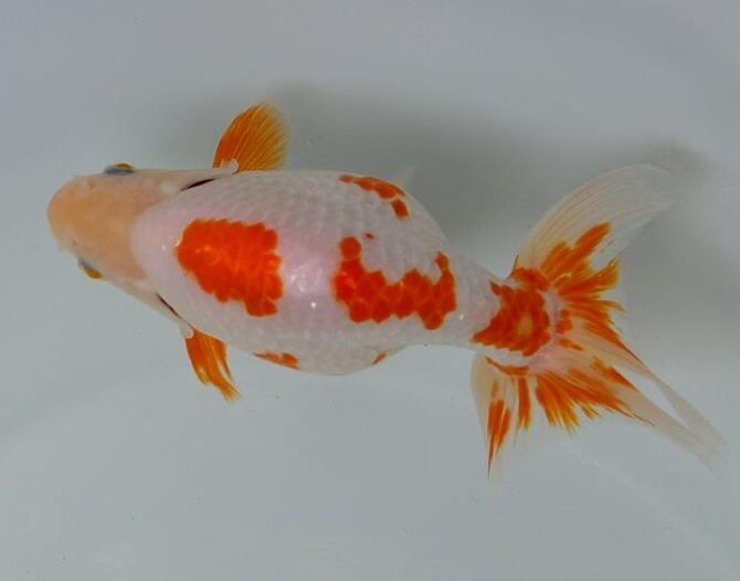 葉月のいづもナンキン便り　優良魚２歳～４歳　９月２１日公開