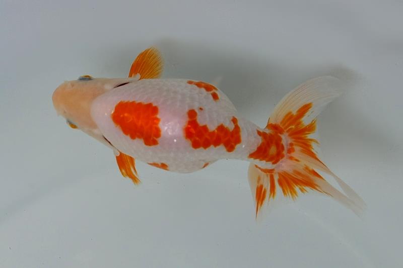 葉月のいづもナンキン便り　優良魚２歳～４歳　９月２１日公開