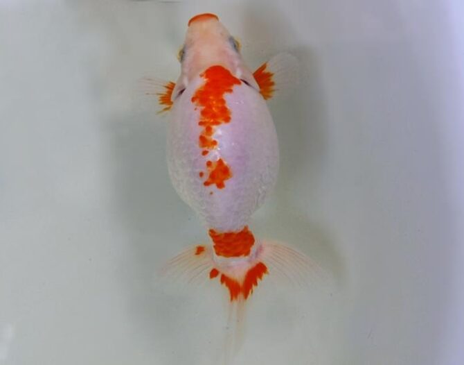 いづもナンキン２歳優秀魚　南谷氏作　