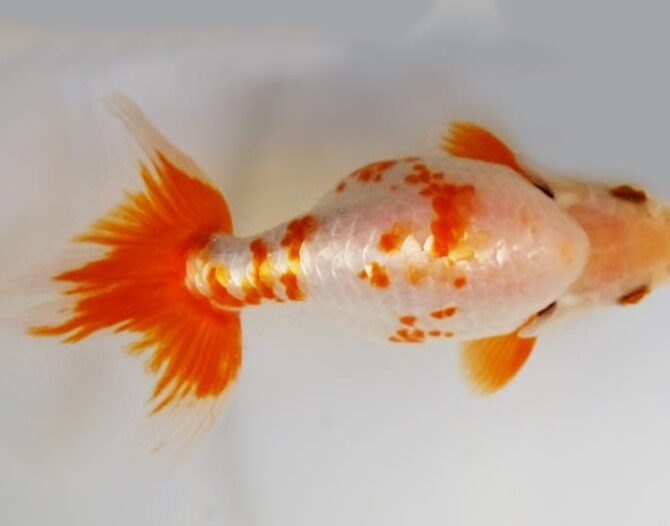 葉月のいづもナンキン便り　優良魚２歳～４歳　９月２１日