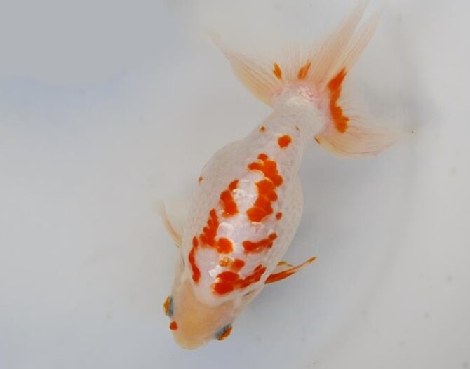 葉月のいづもナンキン便り　優良魚２歳～４歳　９月２１日