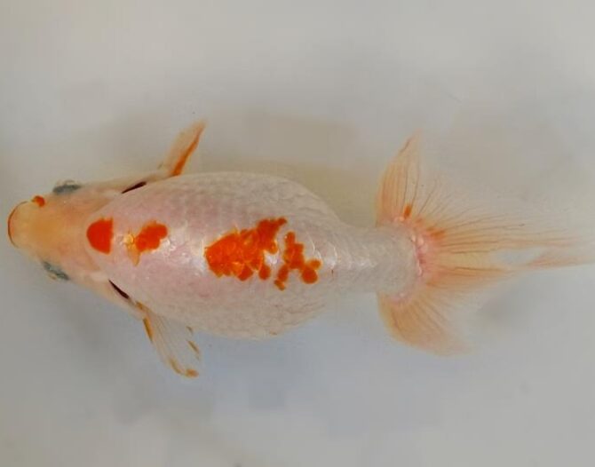 葉月のいづもナンキン便り　優良魚２歳～４歳　９月２１日