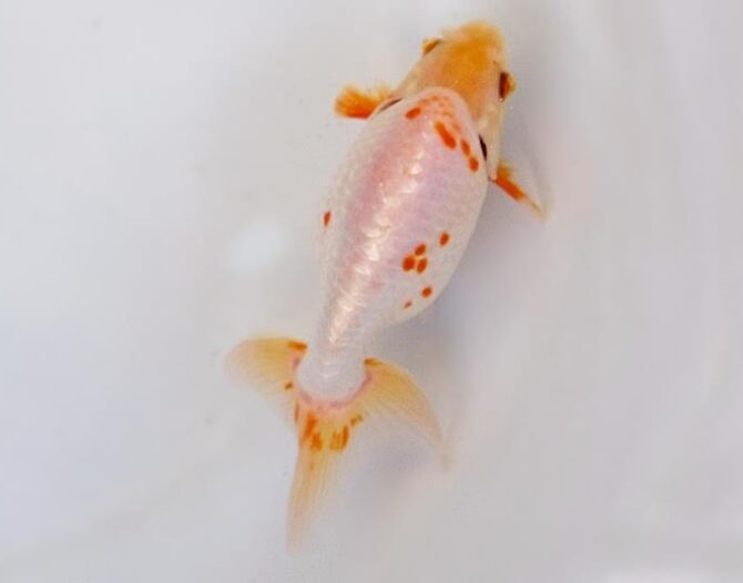 葉月のいづもナンキン便り　優良魚２歳～４歳　９月２１日