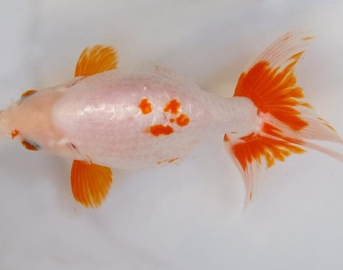葉月のいづもナンキン便り　優良魚２歳～４歳　９月２１日